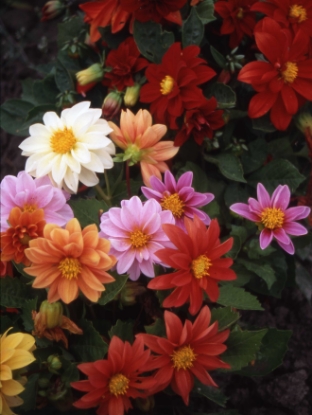 Picture of Dahlia - Early Bird Mixed
